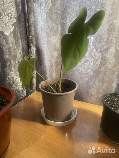 Комнатные цветы