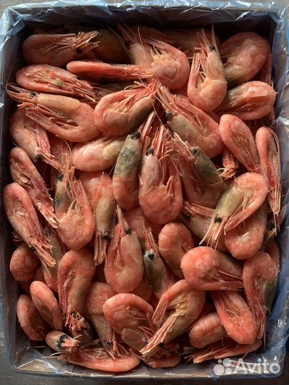 Креветка 90+ норд пилигримм