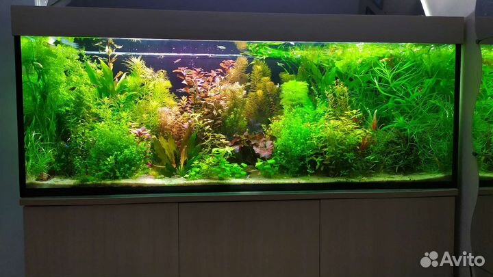 Аквариумные растения