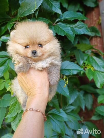 Померанский шпиц