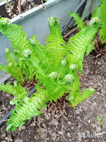 Мускари, аквилегия, папоротник, незабудка