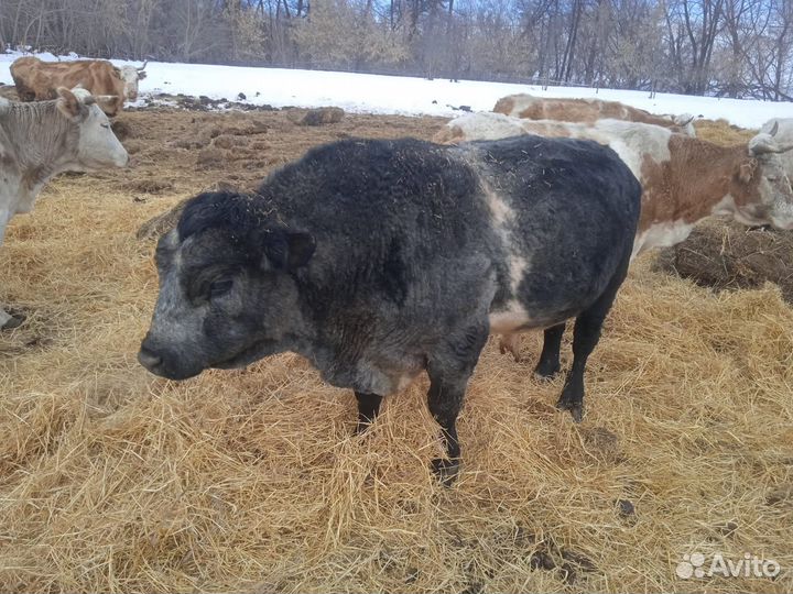 Быки на мясо