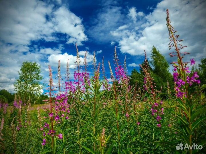 Иван-чай 1кг кипрей по правилам, крепкий
