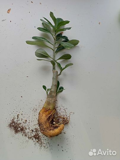 Адениум, Черенки адениума