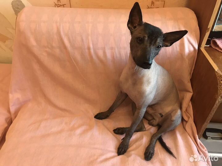 Ксолоинцкуинтли кобель