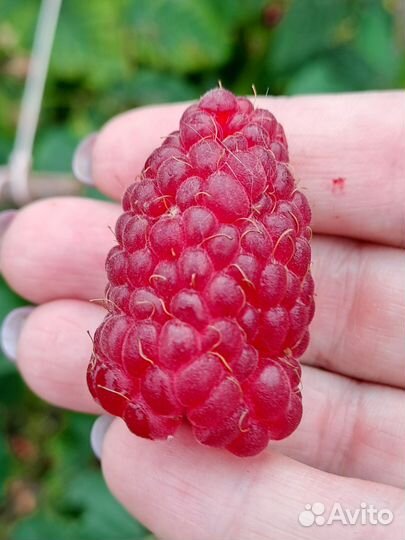 Саженцы малины