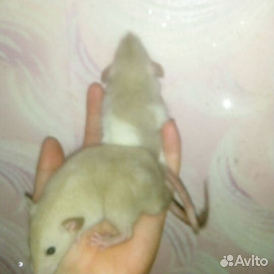 Крысы Дамбо,ручные