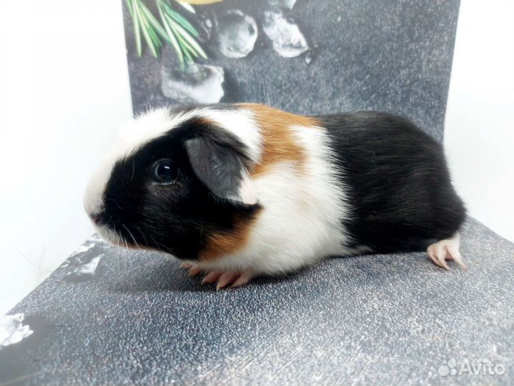 Морская свинка