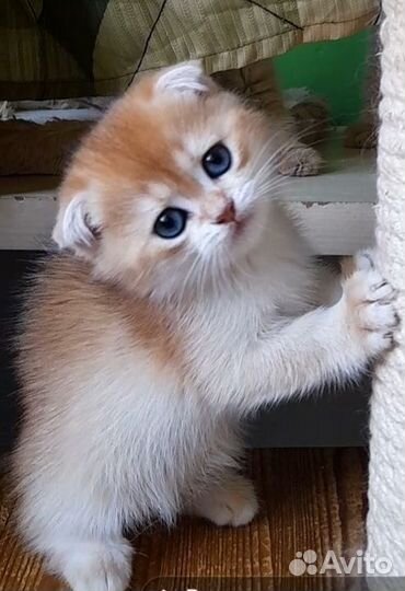 Золотой вислоухий мальчик. Ny 12 Питомник