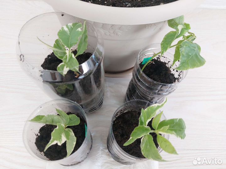 Бугенвиллия вариегатная