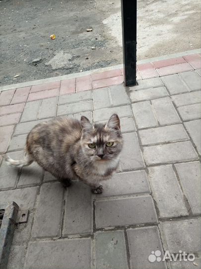 Кошка с котятами в дар