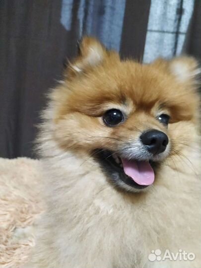 Немецкий шпиц вязка