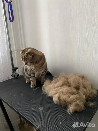 Услуги грумера. Гигиена животных