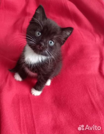 Марик ищет дом