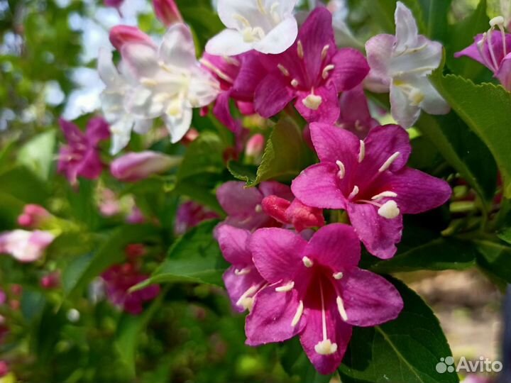 Вейгела цветущая