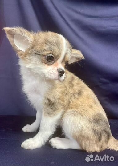 Девочки чихуахуа