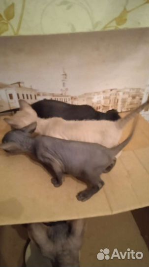 Донской сфинкс котята