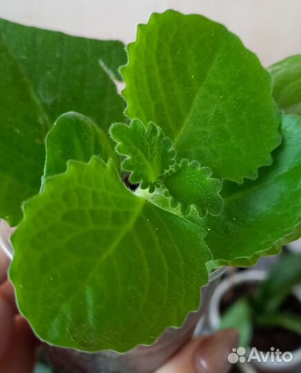 Плекрантус-комнатная мята