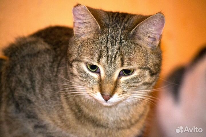 Кошечка Луиза в добрые руки