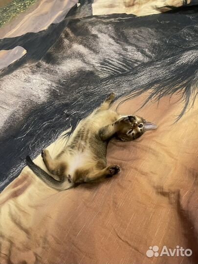 Абиссинская