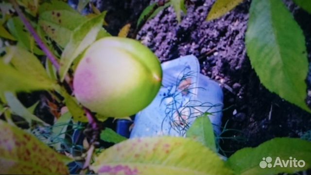 Саженцы Уральского Персика