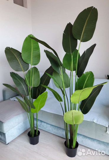 Стрелиция искусственная