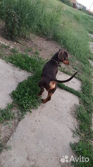 Такса для дам мальчик