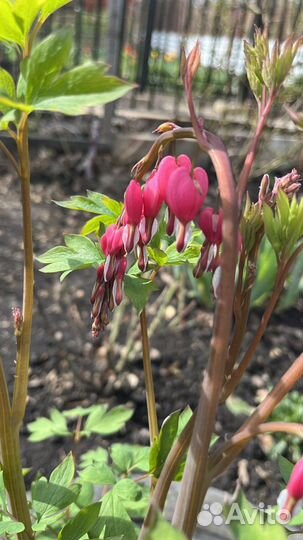 Дицентра великолепная («разбитое сердце»)