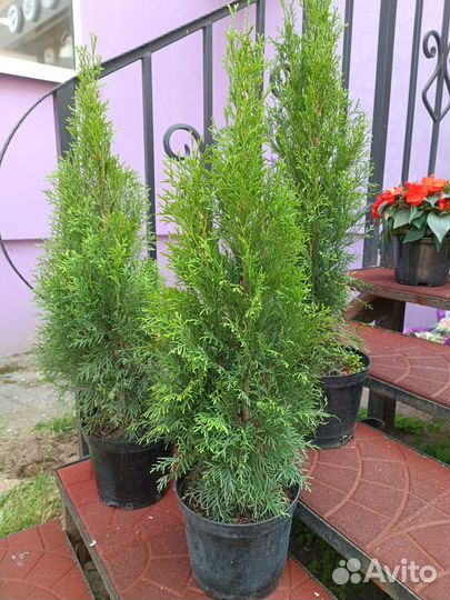 Туя западная смарагд