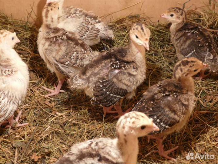 Индюшата суточные и подрошенные