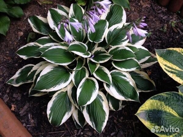 Хосты, астильбы, лилейник и др многолетники