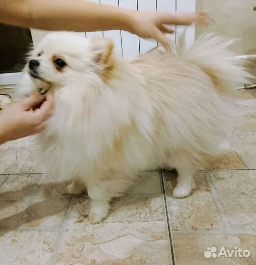Померанский шпиц медвежьего типа белый