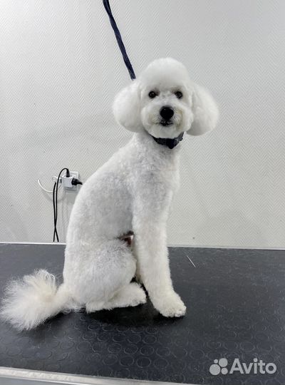 Стрижка собак,кошек