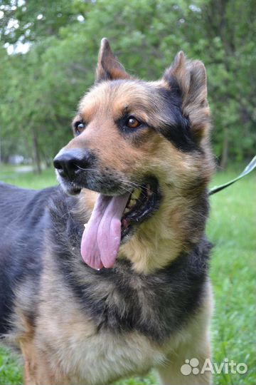 Немецкая овчарка в добрые руки