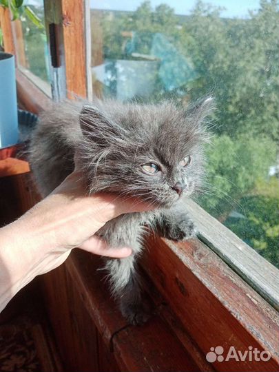 Кошка в дар бесплатно