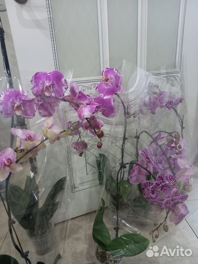 Орхидея фаленопсис
