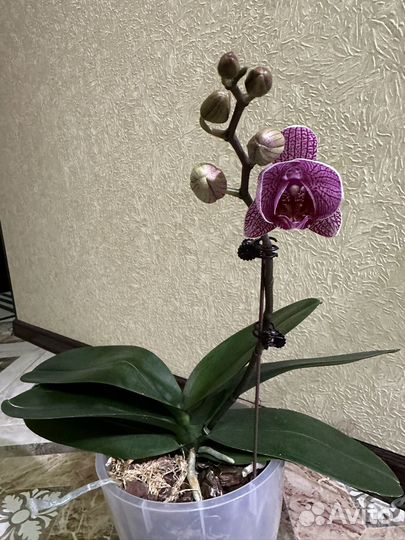 Орхидея фаленопсис