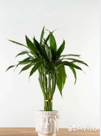 Эхеверия, суккуленты, драцена Сандера