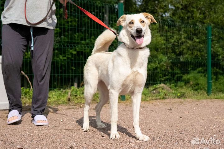 Собачка некрупная 45 см