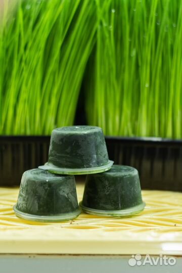 Сок из ростков пшеницы замороженный - Витграсс