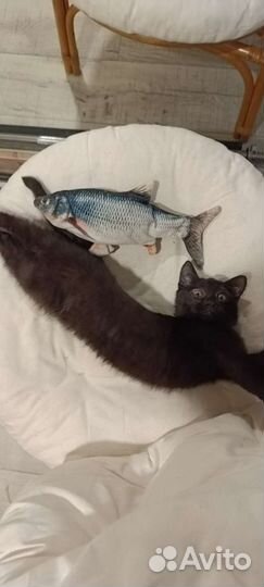Кошка в дар бесплатно