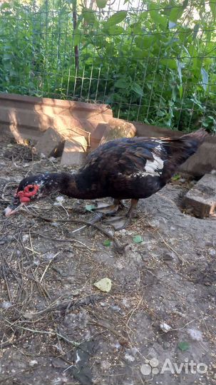 Индоутка мускусная утка