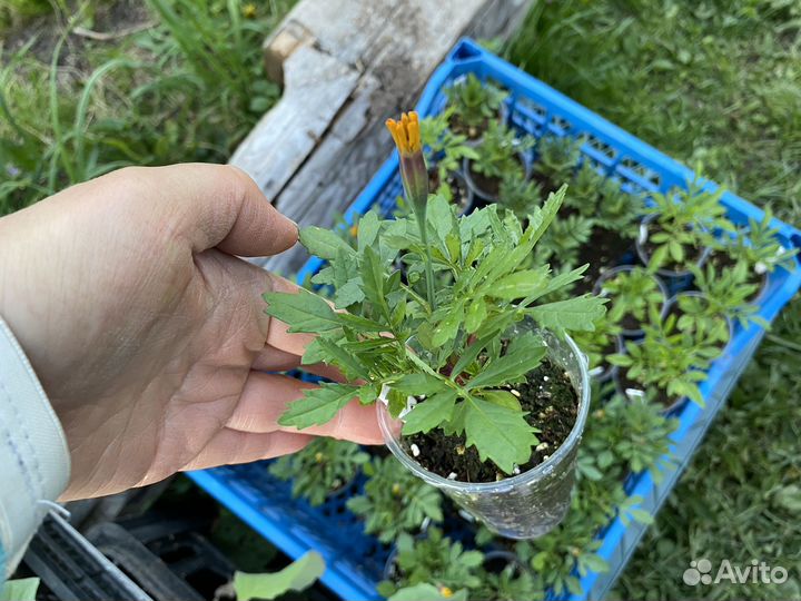 Капуста и Бархатцы