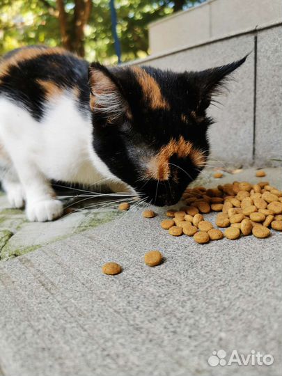 Кошка в дар