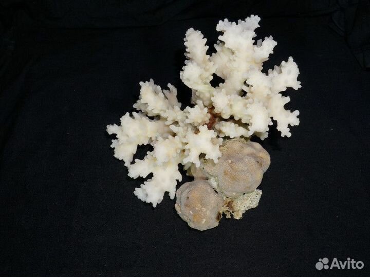 Кораллы, ракушки для аквариума
