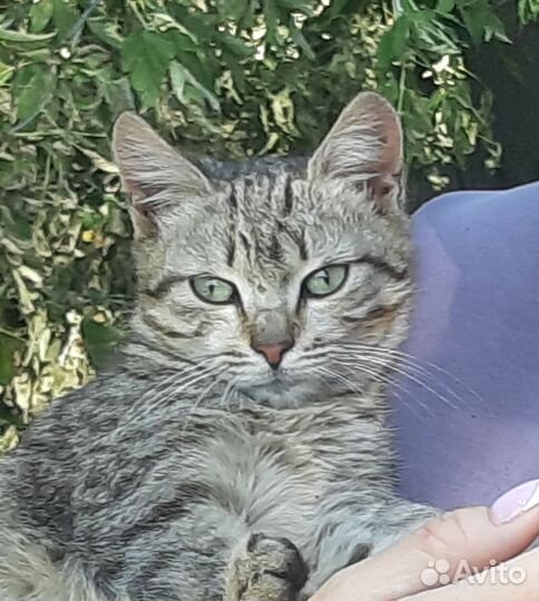 Скромная и нежная кошечка ищет дом