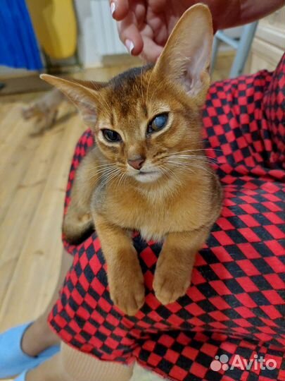 Абиссинский мальчик Бронь для Киры до 15.09