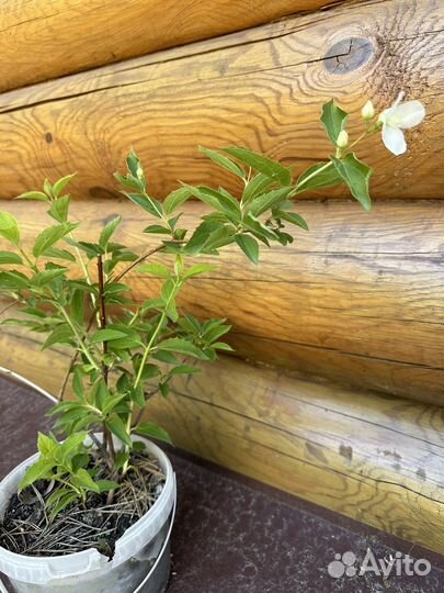 Жасмин садовый