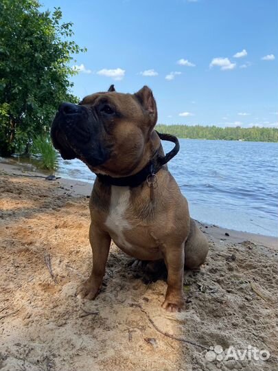 Американский булли вязка кобель