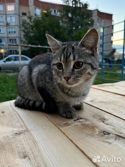 Девочка в добрые руки